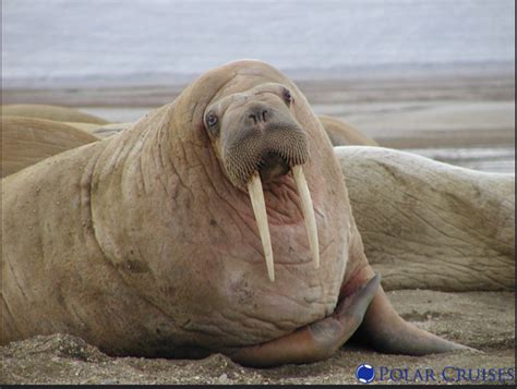 Walrus People