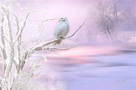 "Snowy Owl in Winter" by Morag Bates | Redbubble