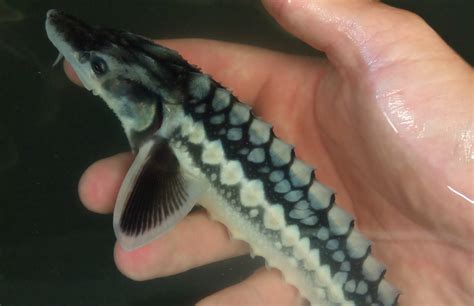 Restoring Danube sturgeon populations through ex-situ conservation ...