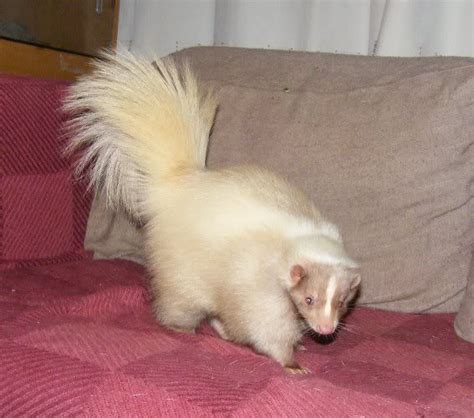 Domesticated skunks can be descented and come in a plethora of mutation colors. Description from ...