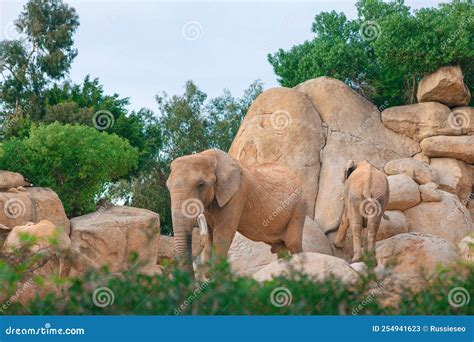 Savanna with Elephants stock image. Image of environmental - 254941623