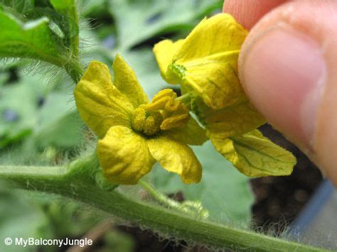 do watermelon plants have thorns