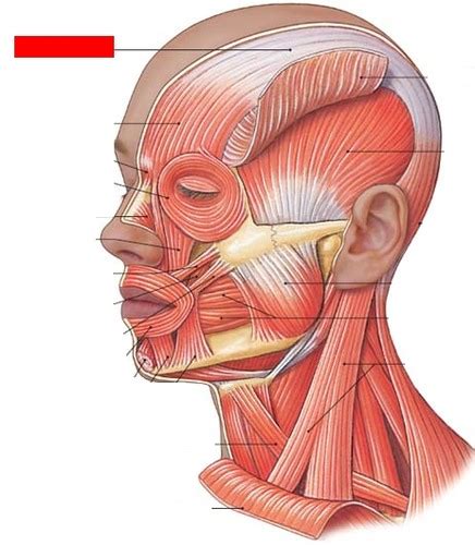 Human Muscle Chart Flashcards | Quizlet