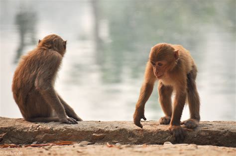 Something different in Thailand: Monkey Temple & Golden Triangle - TravellingAccountant