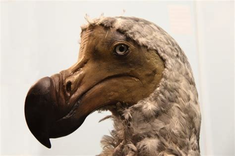 This Is the Real Story of the Beautiful Dodo Birds – Animal Encyclopedia