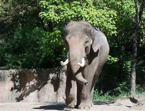 Celebrate Raja's Birthday Dec. 27 At The St. Louis Zoo | St. Louis, MO Patch