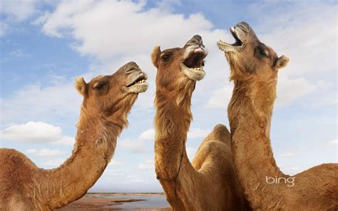 Bing image. Camels | Camels and Caravans | Pinterest