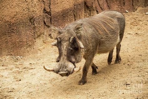 African male warthog boar with tusks and large facial wattles walking ...