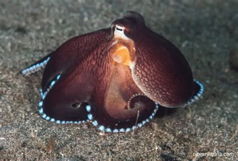Coconut Octopus: Habitat, Description & Facts - Ocean Fauna