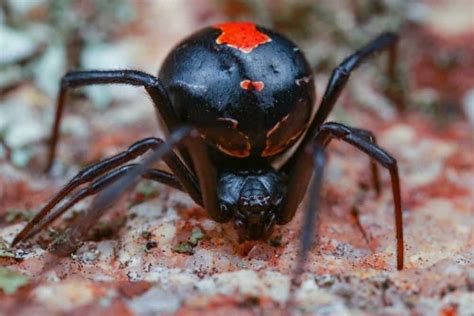 Real Black Widow Spider