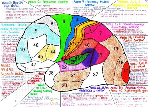 Brodmanns Areas | Medical school preparation, Medical school studying, Neurology