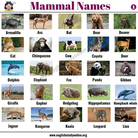 List of Mammals: 50+ Popular Mammal Names with Examples and ESL Pictures - English Study Online