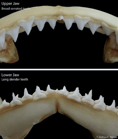 Sink Your Teeth into Elasmobranch Science: A Primer on Shark Teeth ...