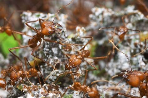 Image result for fungus farming ants | Crop farming, Ants, Farm