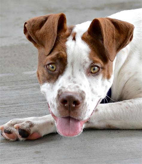 Achilles - 4 month old Pointer & Pitbull mix | Pitbulls, Pitbull mix ...