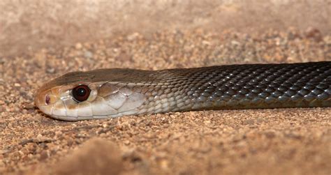 Coastal taipan - Australian Geographic