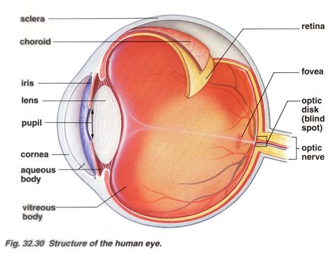 Brain Post: How Big is Your Blind Spot? | SnowBrains.com | Human eye diagram, Eyeball diagram ...