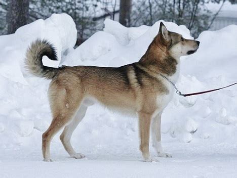 East Siberian Laika dog on the snow photo and wallpaper. Beautiful East Siberian Laika dog on ...