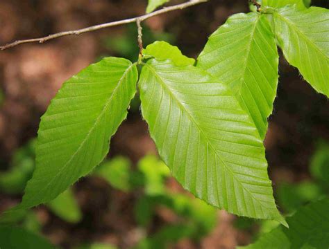 American Beech, a Top 100 Common Tree in North America