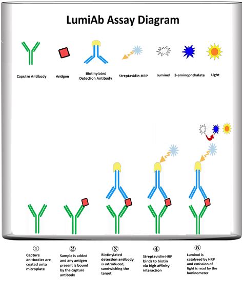 Human IFN gamma ELISA Kit (A103891) | Antibodies.com