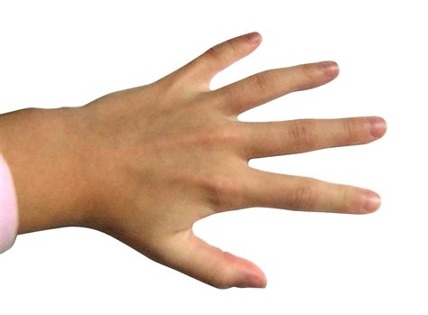 File:Hand - Fingers.jpg - Wikimedia Commons
