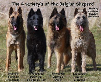 Tervueren, Groenendael, Malinois and Laekenois... in 2020 | Malinois dog, Belgian dog, Belgian ...