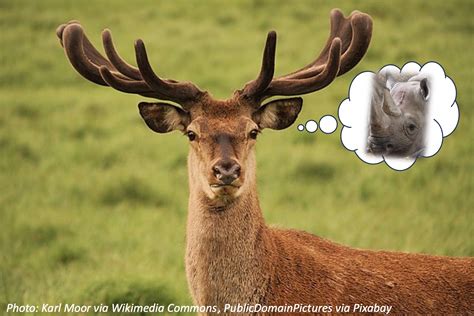 Are Antlers Different From Horns? – Bedtime Math