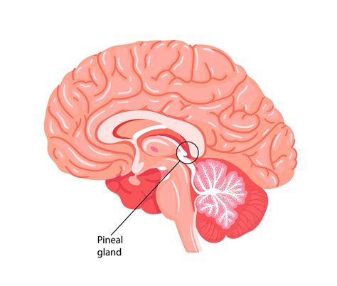 The pineal gland, conarium, or epiphysis cerebri. 10810344 Vector Art at Vecteezy