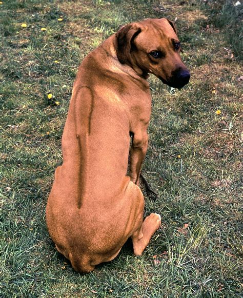 Rhodesian ridgeback - Students | Britannica Kids | Homework Help