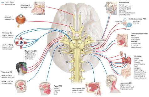 Cranial Nerves: Anatomy, Function, and Treatment