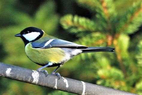 Great Tit | Great tit on the metal bar,, ,,sunny autumn afte… | Flickr