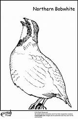 Free Quail Coloring Pages Download Png  sketch template