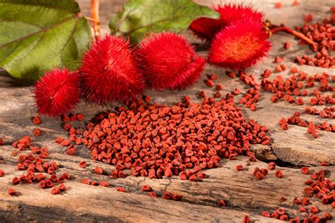 How annatto (achiote) is used in cooking