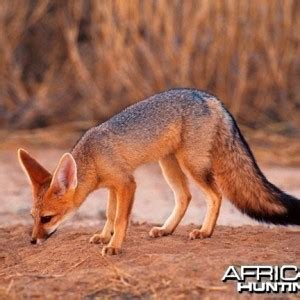 Cape Fox | AfricaHunting.com