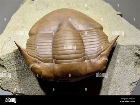 Trilobites fosil fotografías e imágenes de alta resolución - Alamy