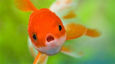 Cute Fish Wallpaper - WallpaperSafari