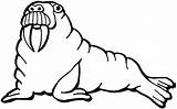 Printable Walrus Coloring Pages – ColoringMecom sketch template