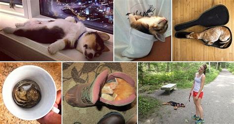 15 Adorable Animals Sleeping In The Funniest Positions And Places