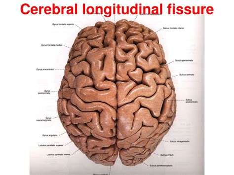 PPT - Cerebral longitudinal fissure PowerPoint Presentation, free ...