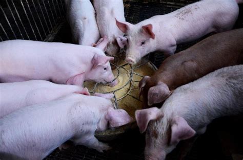 Pig Feed Formulation; Types of Pig Feed - A Full Guide | Agri Farming