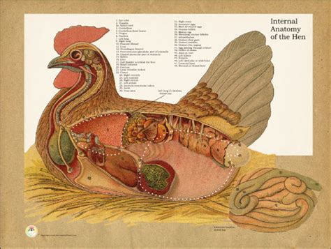 Chicken Internal Organ System Poster - Clinical Charts and Supplies