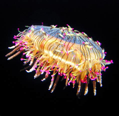 ΔS ≥ 0 - Secret Lives of Flower Hat Jellyfish Revealed ...