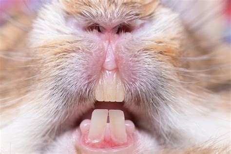 Rabbit teeth – how to keep them healthy! | Supreme Petfoods