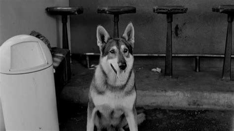 The Littlest Hobo (1958) | MUBI