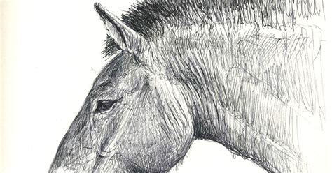 Przewalski horse studies-Munich zoo Hellabrunn