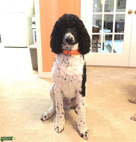 AKC Standard Poodle - Stud Dog in Virginia, United States | Breed Your Dog