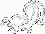 Flower The Skunk Coloring Pages  Coloring Home sketch template