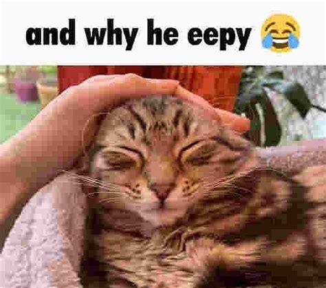 why the kitty eepy | And Why He Eepy? | Know Your Meme