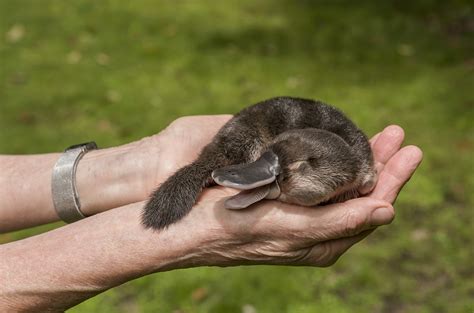 News at a glance: Platypus breeding, Southern Europe’s ‘sheep plague,’ and a cell-biology ...