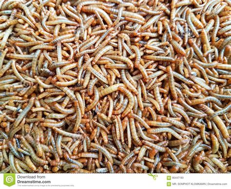 Worm stock image. Image of brown, feed, worm, bird - 95447193